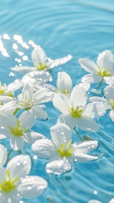 Hình nền hoa nhài cận cảnh