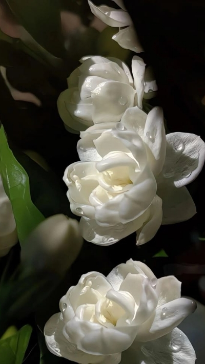 Hình nền hoa nhài cute