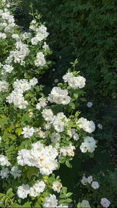 Hình nền hoa nhài đẹp cho điện thoại