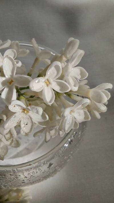 Hình nền hoa nhài đẹp