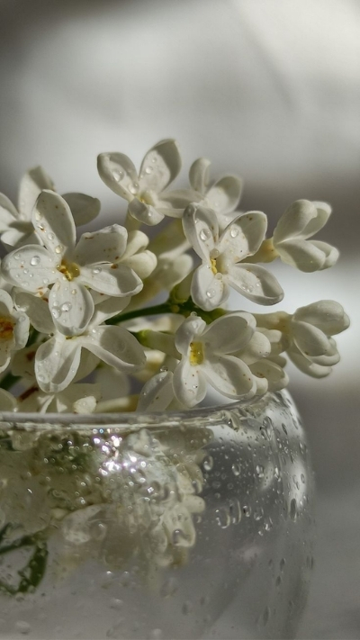 Hình nền hoa nhài đọng nước xinh xẻo