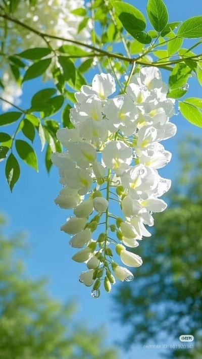 Hình nền hoa nhài dưới nắng