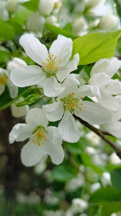 Hình nền hoa nhài mềm mại