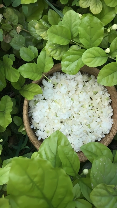 Hình nền hoa nhài nghệ thuật