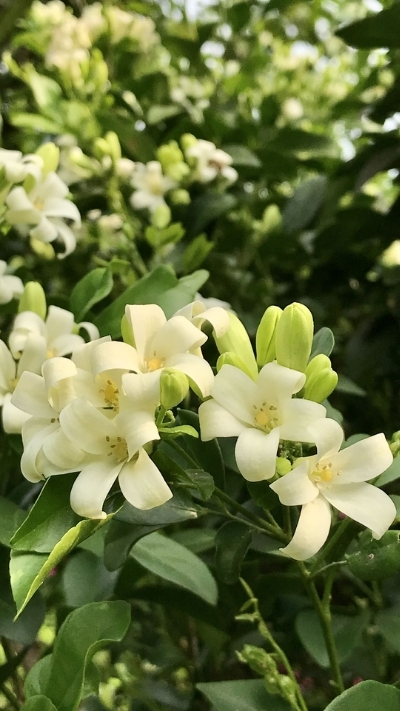 Hình nền hoa nhài thơ mộng