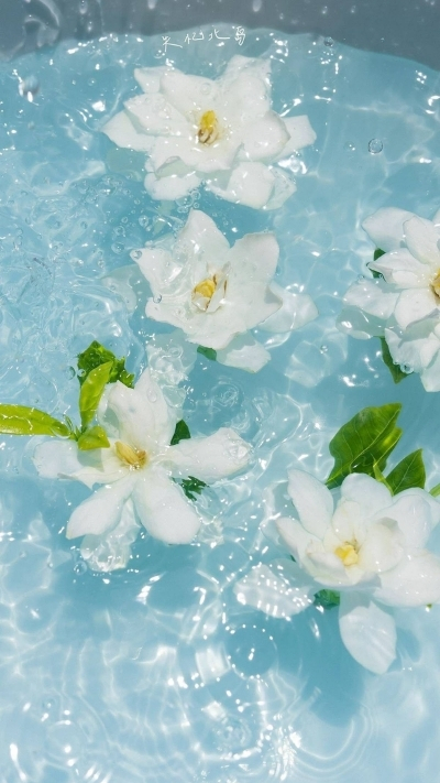 Hình nền hoa nhài tinh khiết