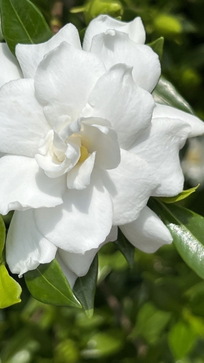 Hình nền hoa nhài trắng 4K