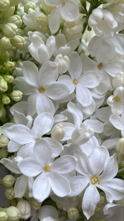 Hình nền hoa nhài trắng đáng yêu