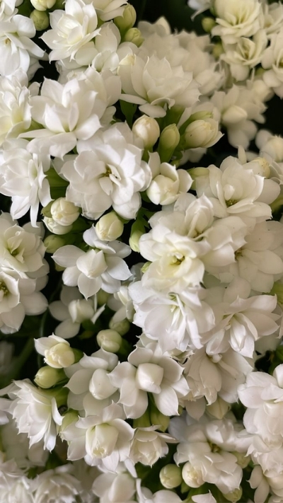 Hình nền hoa nhài trắng dễ thương