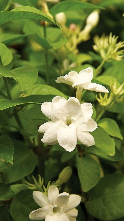 Hình nền hoa nhài trắng tinh khiết