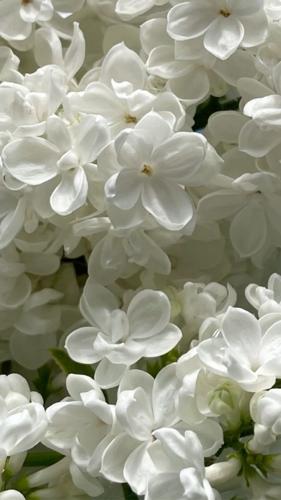 Hình nền hoa nhài trắng tinh