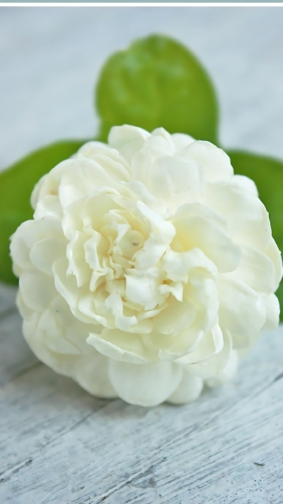 Hình nền hoa nhài trắng