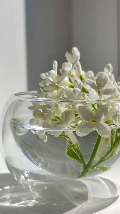 Hình nền hoa nhài trong bể thủy tinh