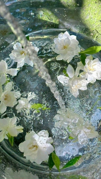 Hình nền hoa nhài trong nước