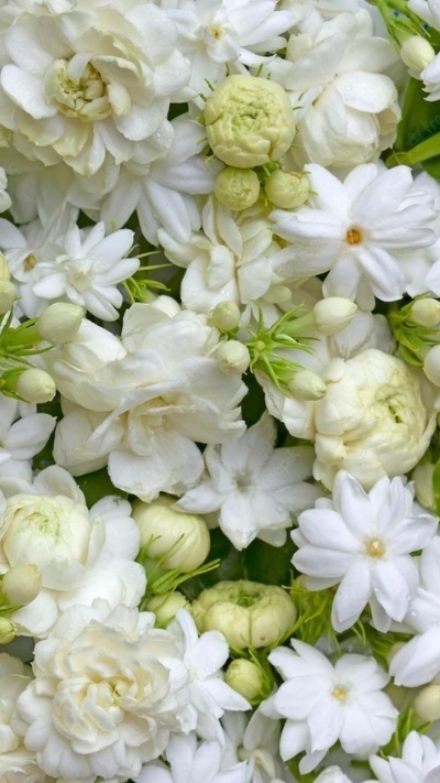 Hình nền hoa nhài xinh xắn