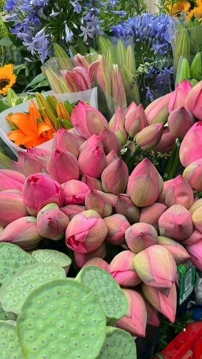 Hình nền hoa sen búp và nhụy