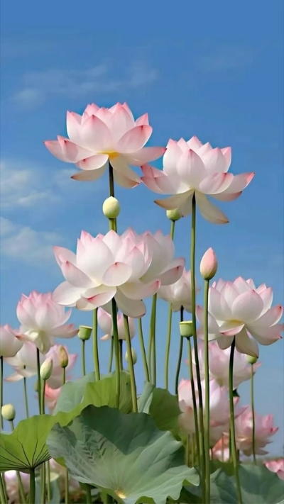 Hình nền hoa sen cao