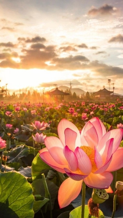 Hình nền hoa sen dưới ánh hoàng hôn