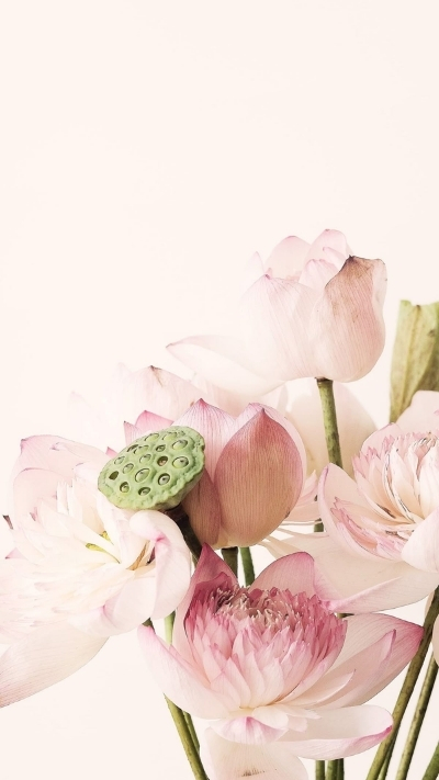 Hình nền hoa sen hồng xinh xẻo