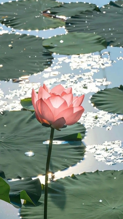 Hình nền hoa sen lẻ loi