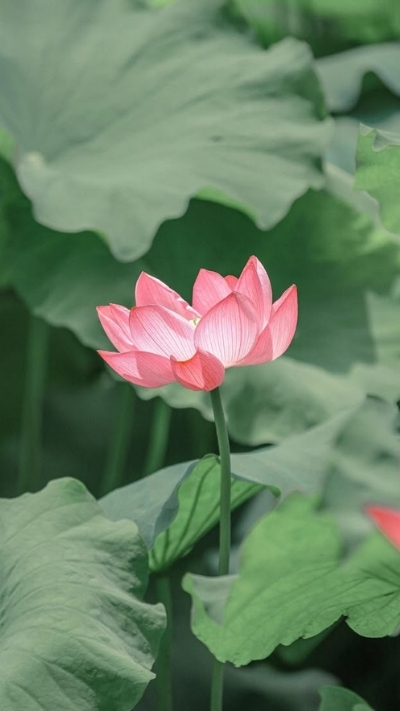 Hình nền hoa sen thật giản dị