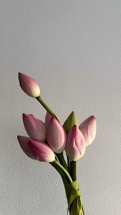 Hình nền hoa sen thơ mộng