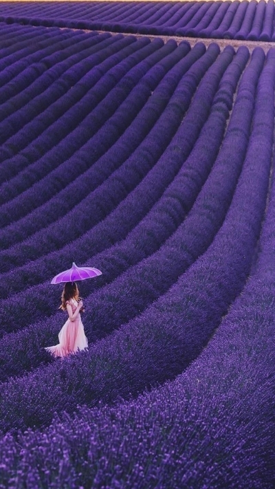 Hình nền lavender nghệ thuật