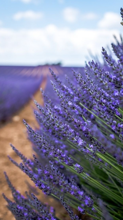 Hình nền lavender tím mộng mơ