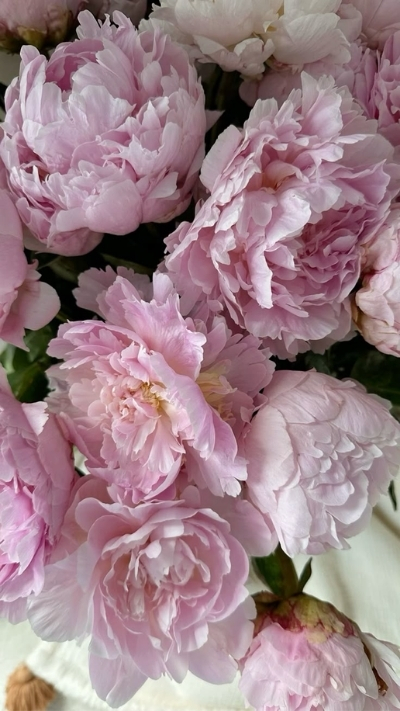 Hình nền mẫu đơn cho điện thoại