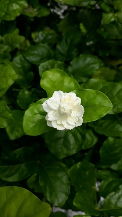 Hình nền một bông hoa nhài