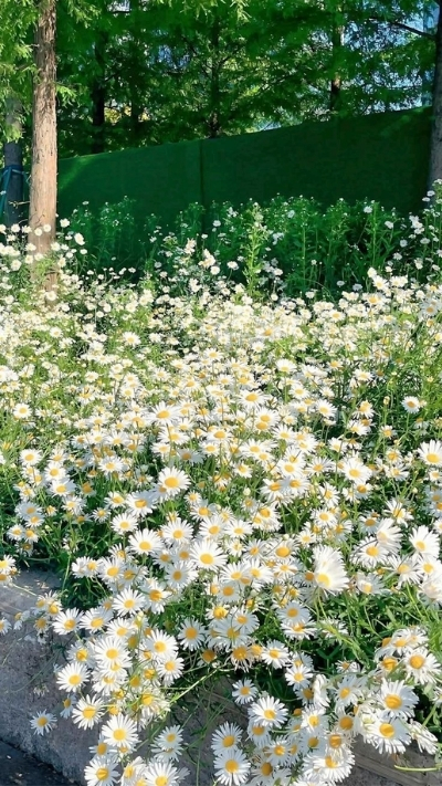 Hình nền rừng hoa cúc họa mi