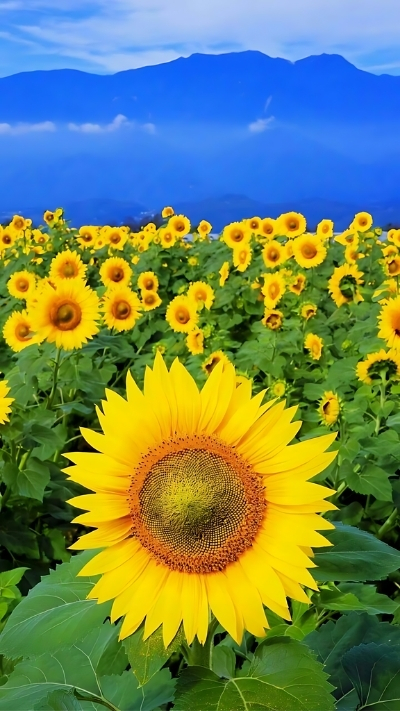 Hình nền vườn hoa hướng dương xinh xắn