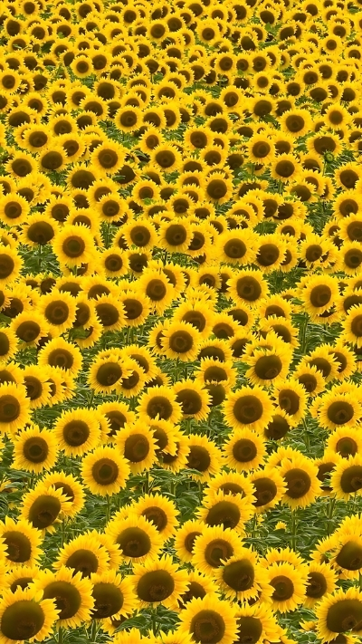 Hình nền vườn hoa hướng dương