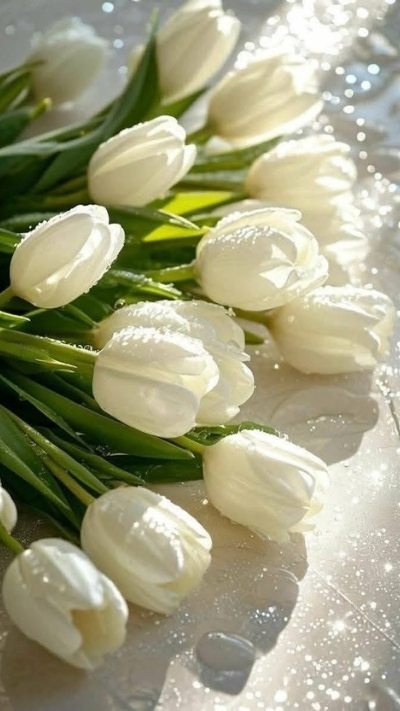 Hình nền xinh hoa tulip trắng tinh khiết