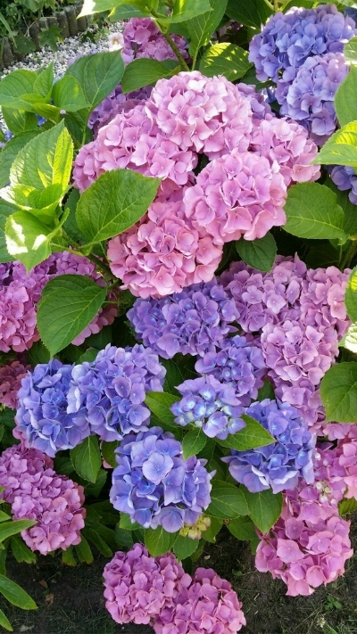 Hoa cẩm tú cầu sặc sỡ