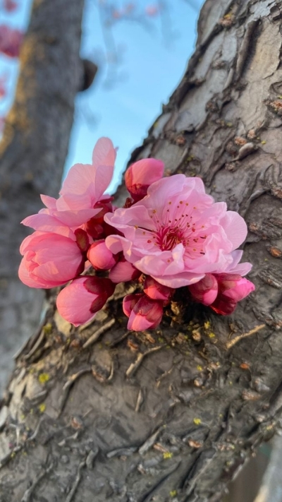 Nền hoa anh đào xinh xắn