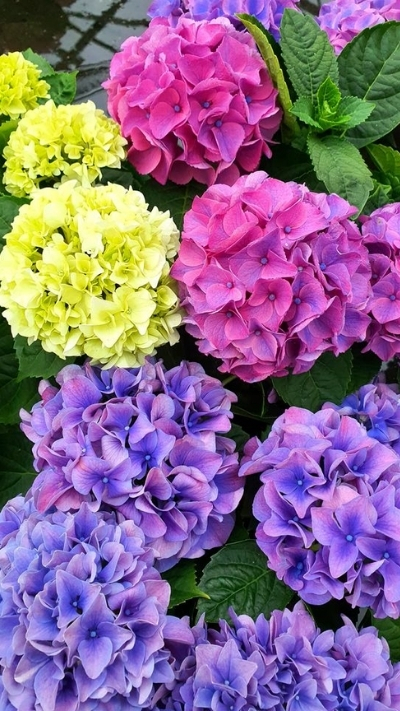 Nền hoa cẩm tú cầu cho điện thoại đẹp rực rỡ