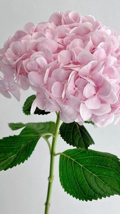 Nền hoa cẩm tú cầu hồng nhẹ nhàng