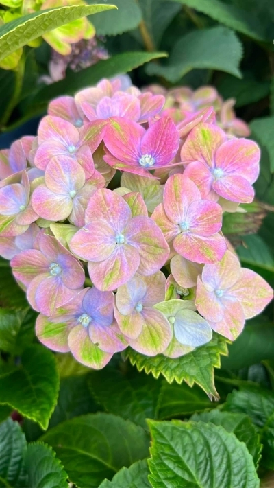 Nền hoa cẩm tú cầu lạ mắt