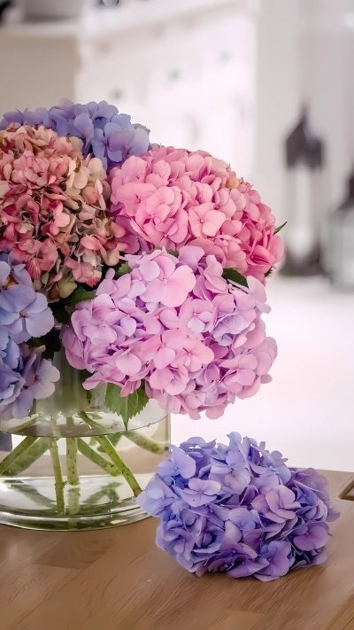 Nền hoa cẩm tú cầu nhiều màu sắc