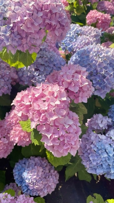 Nền hoa cẩm tú cầu sặc sỡ