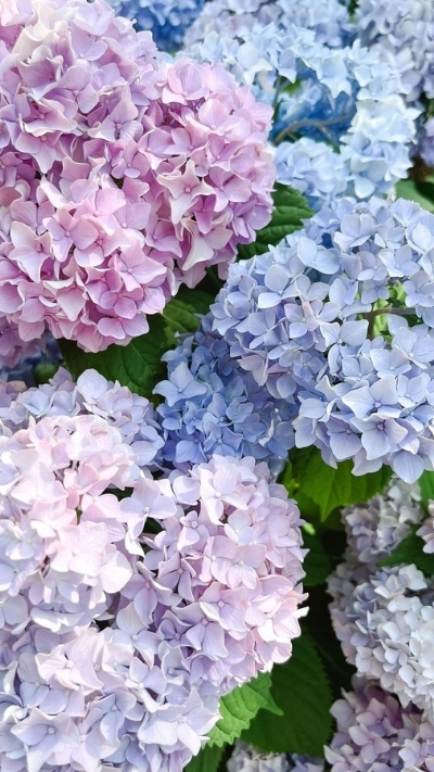 Nền hoa cẩm tú cầu xinh xắn cho điện thoại