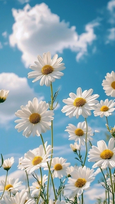 Nền hoa cúc họa mi cho điện thoại cute