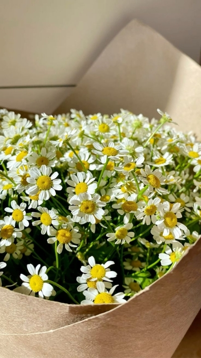 Nền hoa cúc họa mi xinh xắn