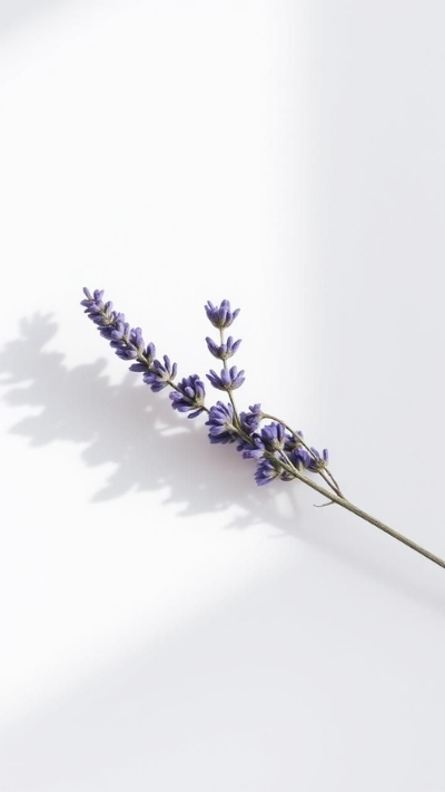 Nền lavender dưới nắng