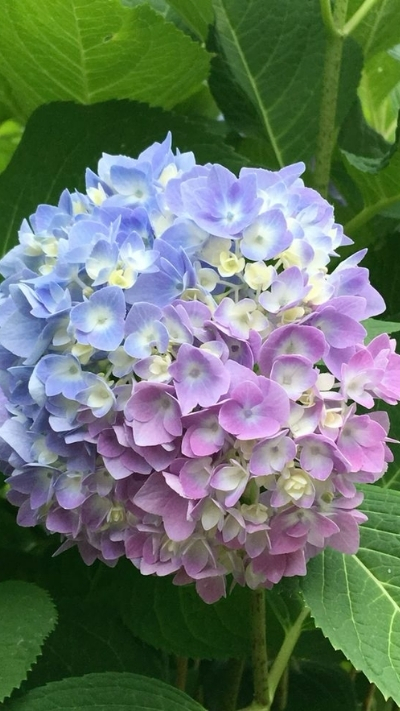 Tải hình hoa cẩm tú cầu 2 màu