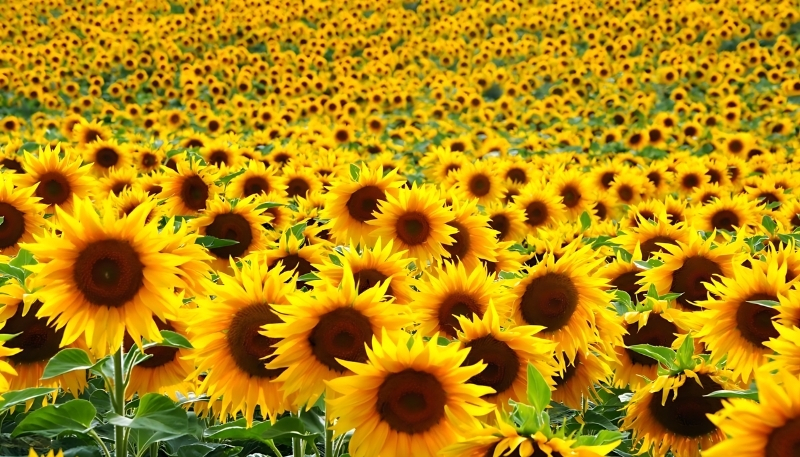 Ảnh cánh đồng hoa hướng dương