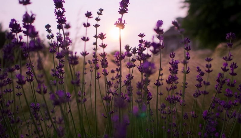 Ảnh hoa lavender dưới ánh hoàng hôn