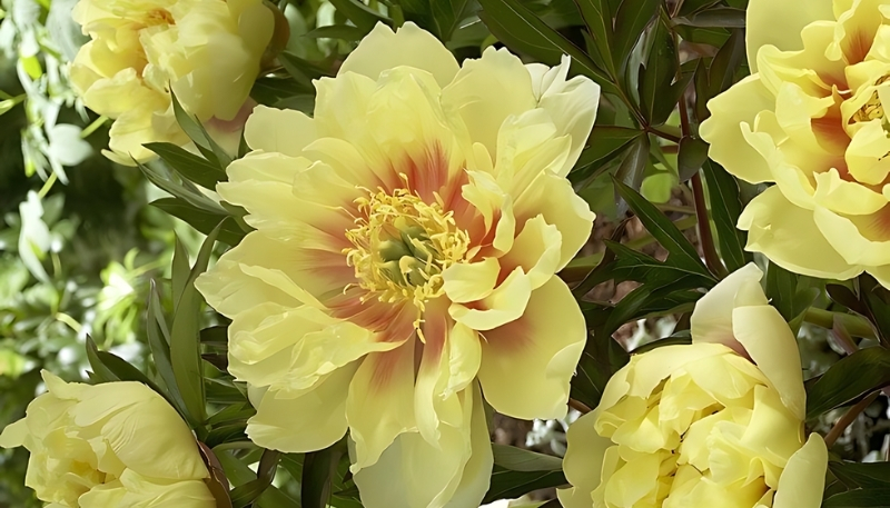 Ảnh hoa mẫu đơn màu vàng đẹp