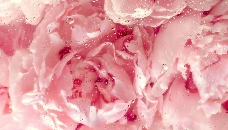 Ảnh hoa mẫu đơn nghệ thuật 4k